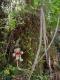 Im Wald