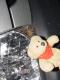 Eine Giftspinne bedroht Winni