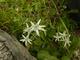 Ein Edelweiss!