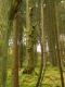 Finster und verwunschen ist der Wald!