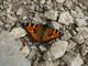 Nochmal ein Schmetterling