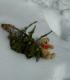 Winni im Schnee