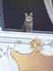 Eine Katze schaut aus dem Fenster!