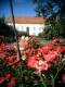 Max im Rosenbeet
