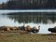 Kanadagänse am Ostersee