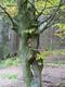 Winni trifft einen Waldgeist