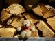 Winni macht Rast inmitten eines Holzstapels
