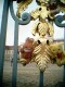 Am Zaun vorm Schloss