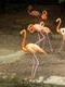 Flamingos