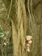 Winni klettert auf einem Ficus Benjaminabaum