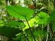 Monstera im Gegenlicht
