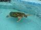 Eine Riesenwasserschildkröte