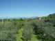 Erster Blick auf den Gardasee, im Vordergrund Olivenhaine