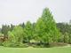 Parklandschaft