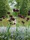 Dunkelpurpurne fast schwarze Tulpen