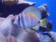 Bunter Fisch mit Begleitfisch