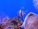 Tropischer Fisch